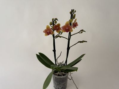 Phalaenopsis Golden Daisy 'Peloric' Orchidee mit zwei blühenden Rispen. Mehrere gold-orange Blüten mit rosaroten Zentren und viele neue Knospen. Im transparenten Topf mit grünen Blättern und sichtbaren Wurzeln.